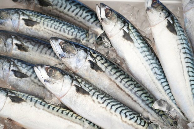 日本に送られる新鮮なノルウェー産サバ。くっきりとしたしま模様が特徴だ 写真:ノルウェー水産審議会提供