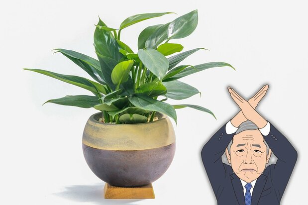 Plante d’intérieur (Pixta)