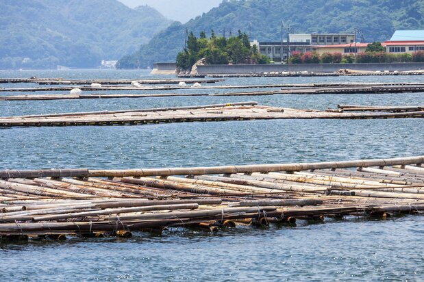 养殖场也有未套保护罩的浮标