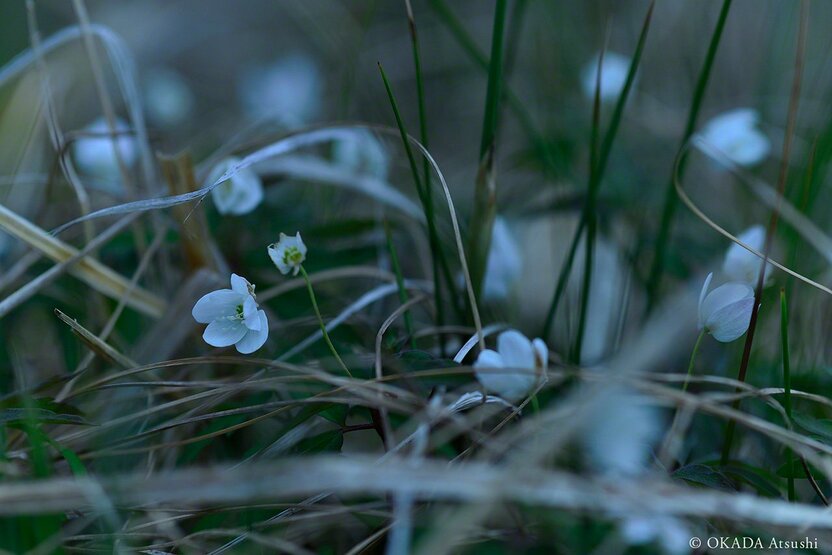 Small anemones blooming in spring. (© Okada Atsushi)