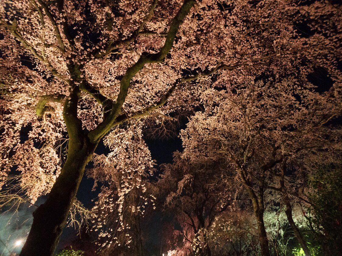 かがり火が美しく照らし出す夜の桜