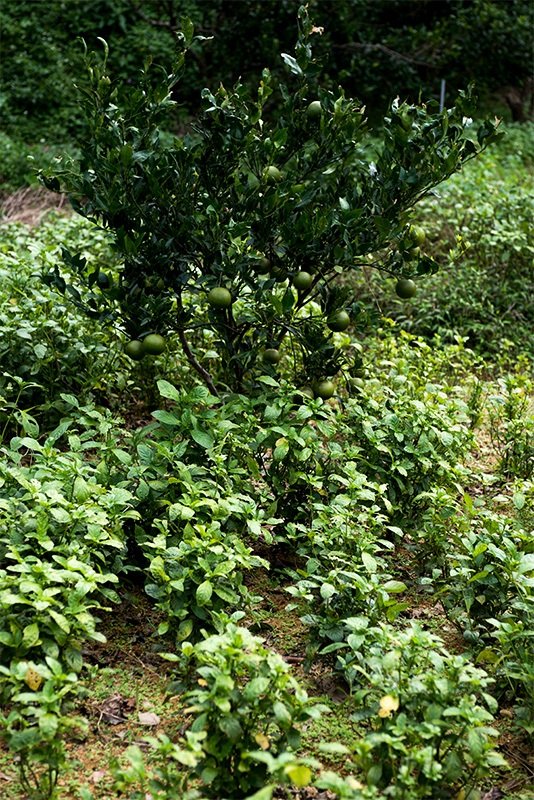 種植於桶柑農園裡的的藍草（前方），2018年10月30日，沖繩縣本部町伊豆味（筆者攝影）