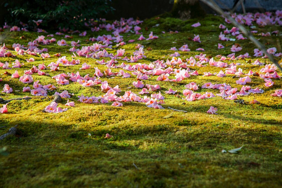Des fleurs de camélia fanées parsemant la mousse