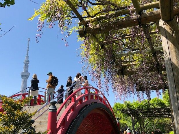 東京都江東区の亀戸天神社の「藤まつり」(2021年4月23日、評者撮影)