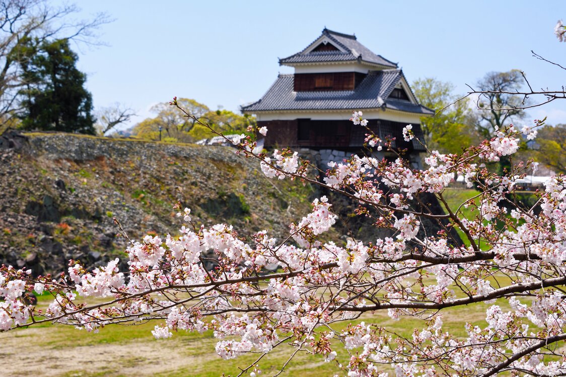 崩れた石垣前で桜が美しく咲く