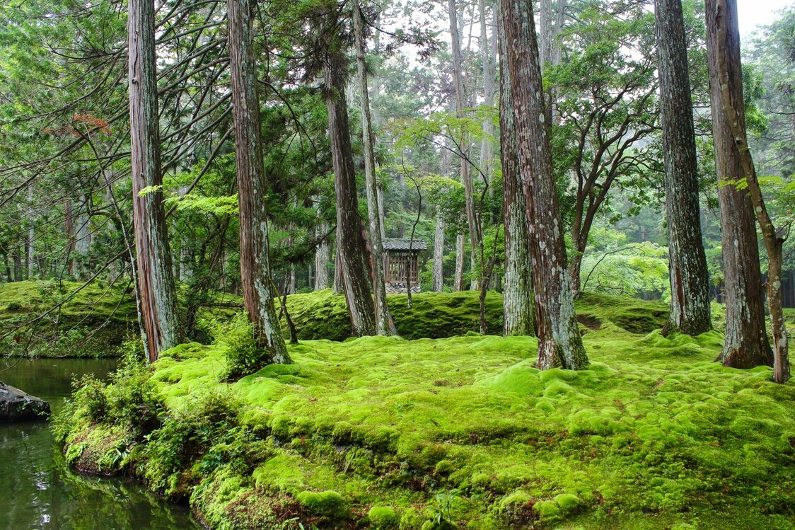 通称「苔寺」として有名な西芳寺（京都府）の日本庭園。世界文化遺産にも指定されている（筆者撮影）