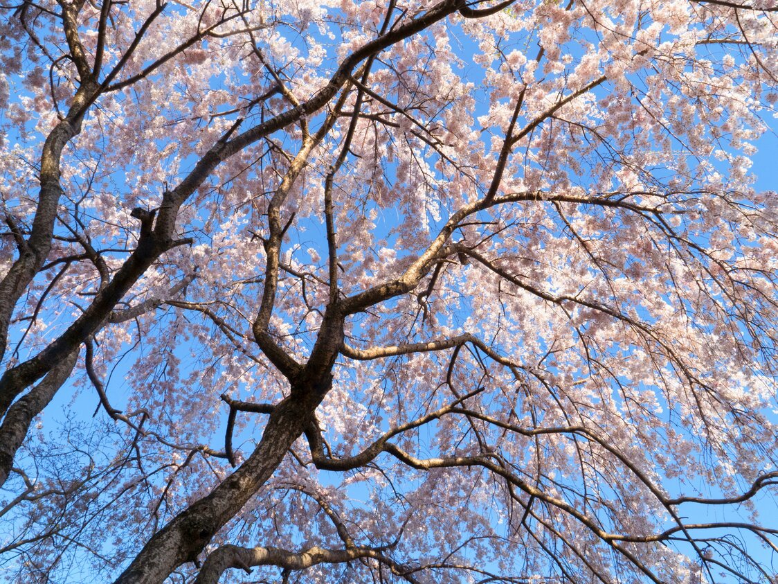 床机から桜を見上げる