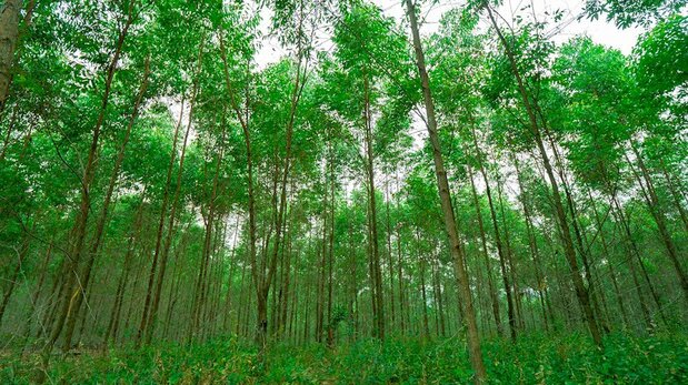 APPの管理下にある植林地のユーカリ(スマトラ島リアウ州)