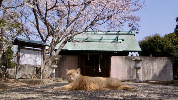 A cat lounges within the confines of the Gokōgū Shrine. (© 2024 Laboratory X, Inc)
