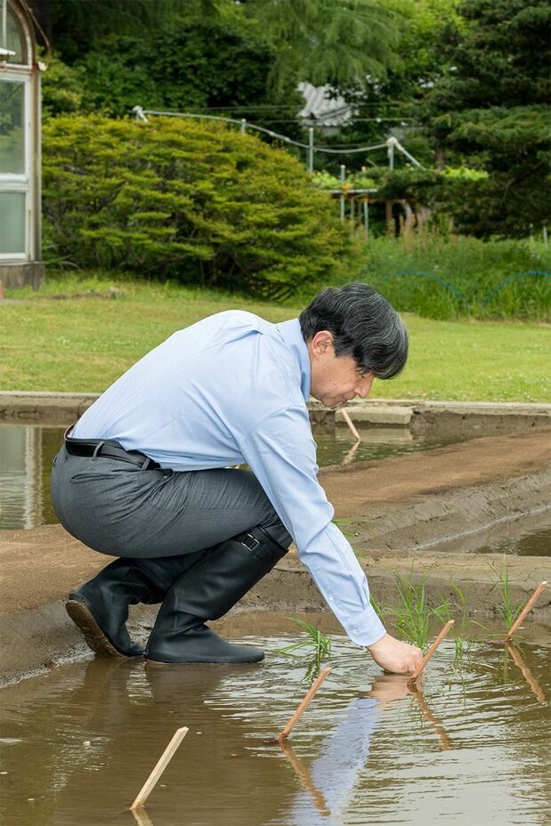 El Emperador Naruhito plantando arroz en mayo de 2019.