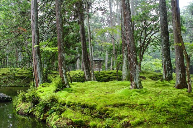 通称「苔寺」として有名な西芳寺(京都府)の日本庭園。世界文化遺産にも指定されている(筆者撮影)