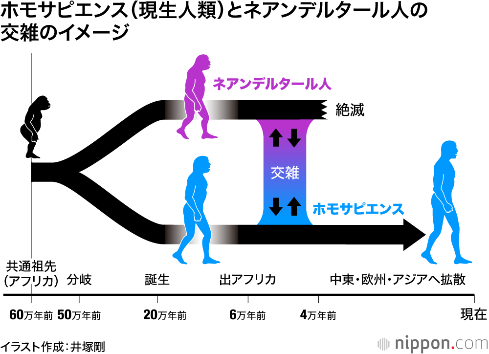 ホモサピエンス（現生人類）とネアンデルタール人の 交雑のイメージ
