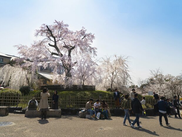 The Gion weeping cherry stands out even among the other magnificent trees in Maruyama Park.