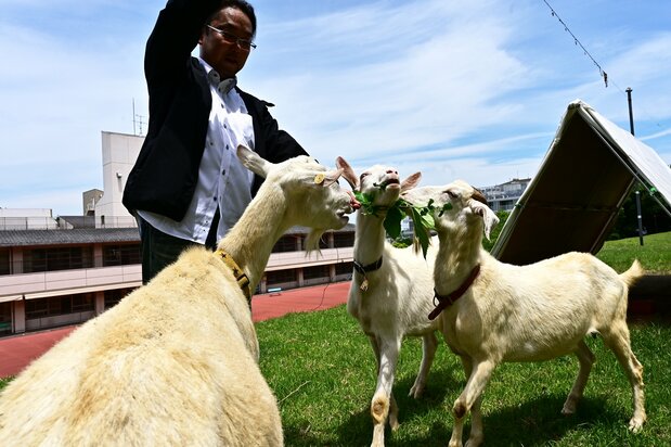 Ikezaki reparte hojas de kudzu, la planta favorita de las cabras. Los animales se resguardan de la lluvia bajo el techo triangular de la parte trasera; ese refugio es imprescindible: a las cabras no les gusta nada la lluvia.