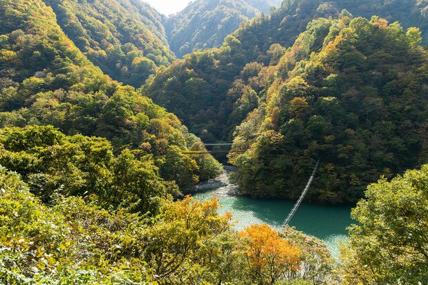A suspension bridge allows macaques to move back and forth across the river.