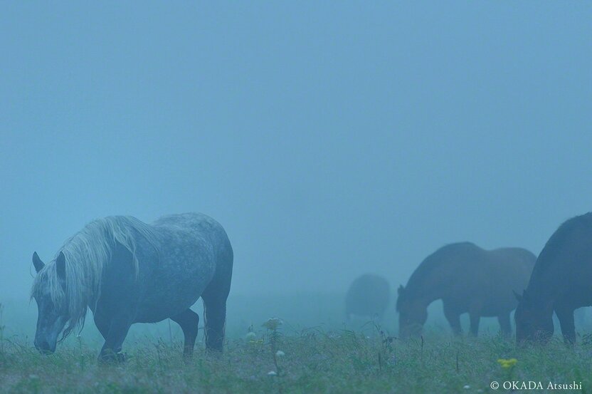 Grazing in the summer mist in a field of wildflowers, August 2013. (© Okada Atsushi)