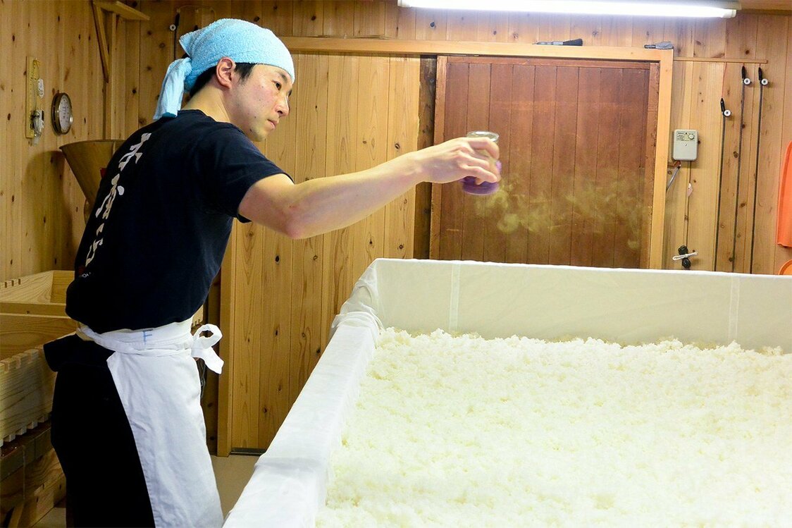 麹室で、蒸した米の上に「麹菌」を振る大西さん。酒造りのハイライトとも言える麹造りは、ここから始まる。