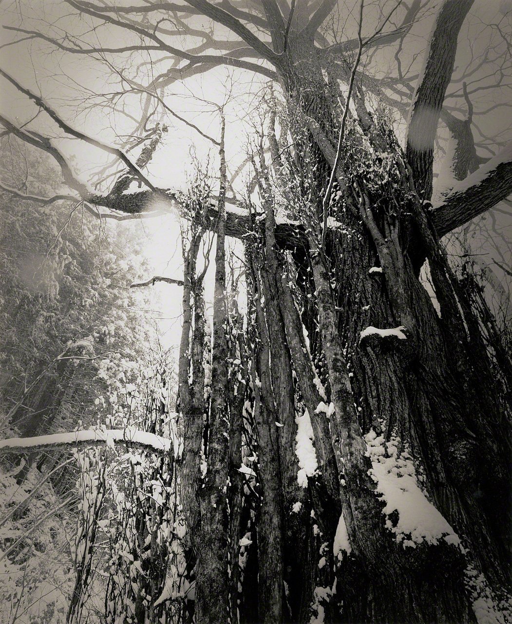 Depictions of Eros and Thanatos: Sacred Trees of Shintō Shrines Through the Lens of Ōsaka Hiroshi