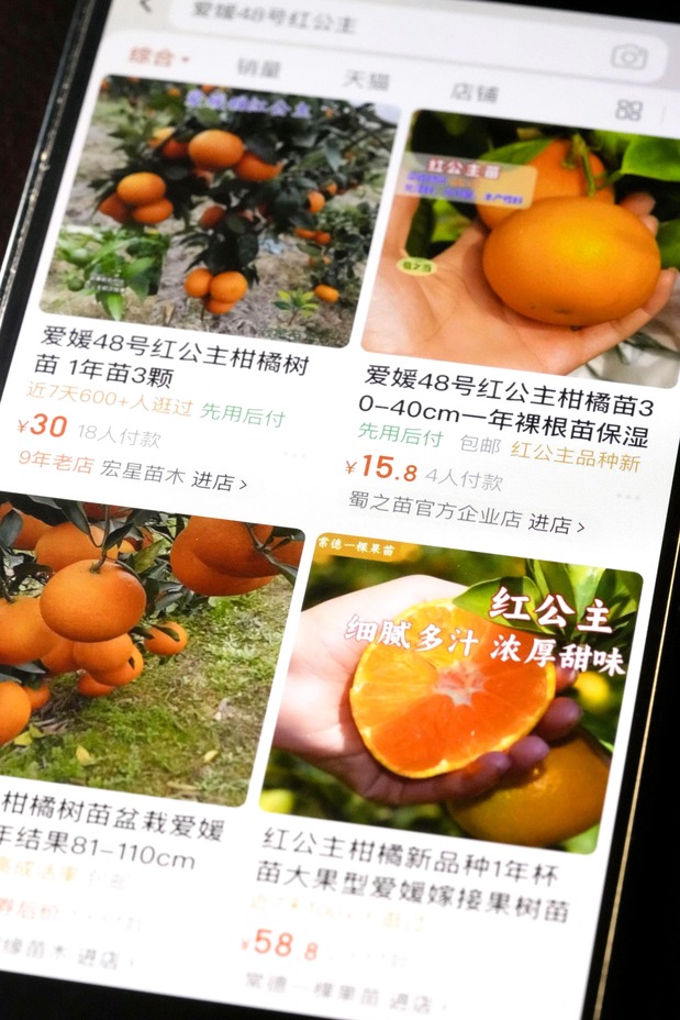 Plántulas comercializadas bajo el nombre beni princess en una importante página de ventas en internet de China. (Kyodo News)