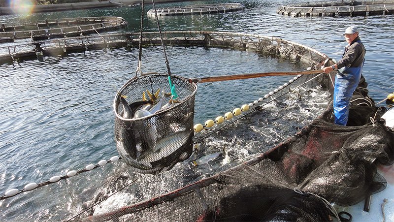 秋に出荷される「極上秋ブリ」の水揚げ（写真提供：橋口水産）