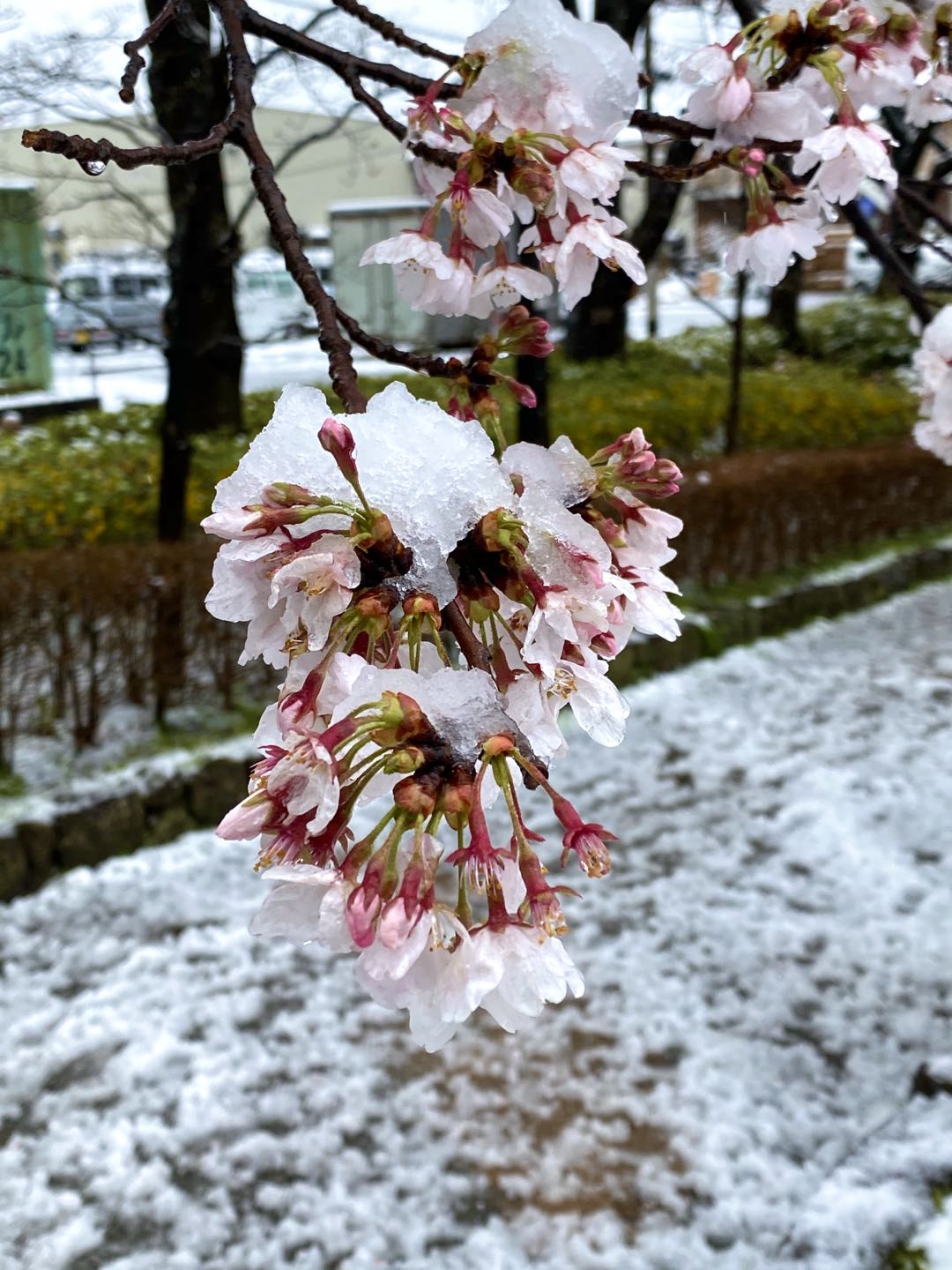 【美图集】樱花烂漫时，东京下了场雪