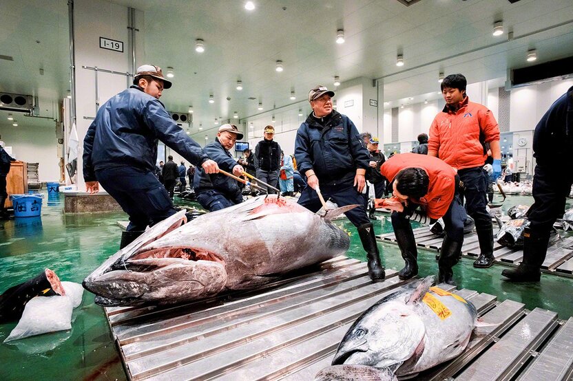 确认金枪鱼腹部脂肪状况等的“验货”作业