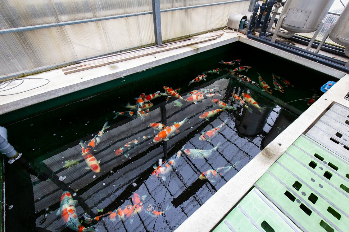 こちらは品評会への出品を狙う錦鯉たち。ゆったりとした広めの養殖池で、大きく育つように管理する。伊佐さんは「昔は冬の間は暇だったんだけどね」と笑う