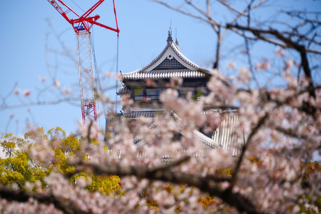大天守の新しゃちほこ。真新しい瓦としっくいを桜が彩る