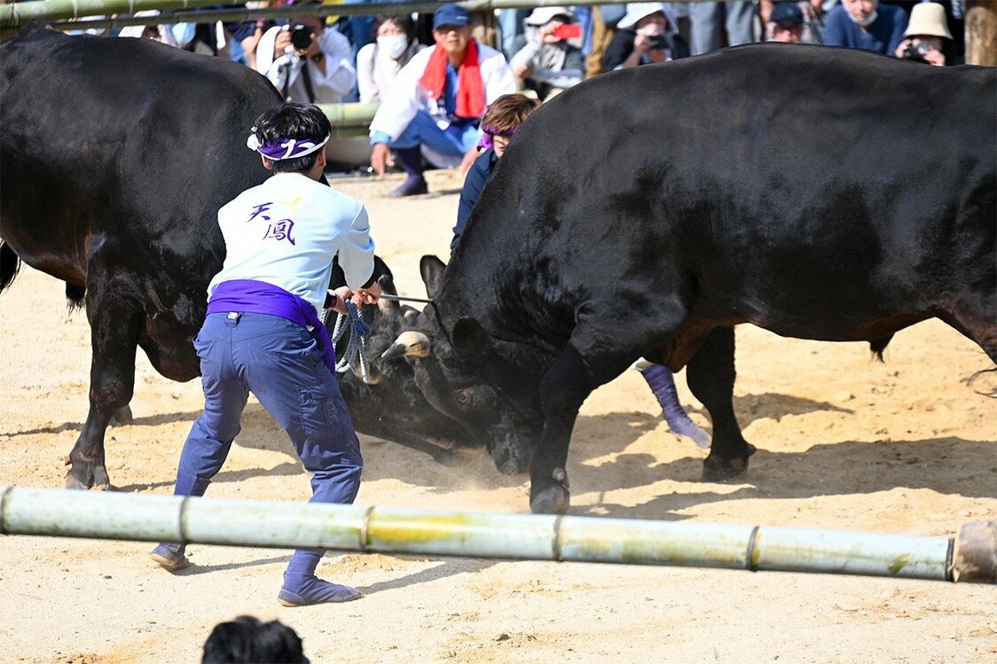 伝統行事「牛突き」は23年ぶりに海士町で行われ、盛況だった（提供：後鳥羽院顕彰事業実行委員会）