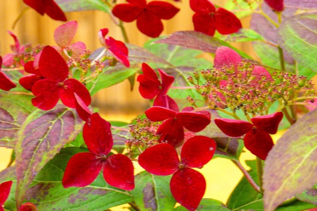 Probablement l’hortensia au rouge le plus intense (© Kakujitsuen)