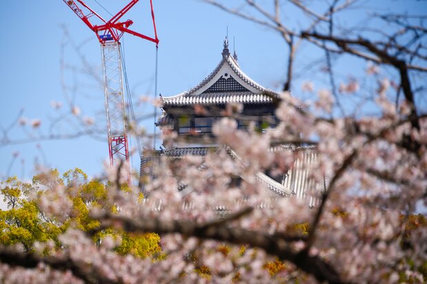 The new shachihoko sculptures atop the main donjon. The brand-new roof tiles and mortar are set off by cherry blossoms.