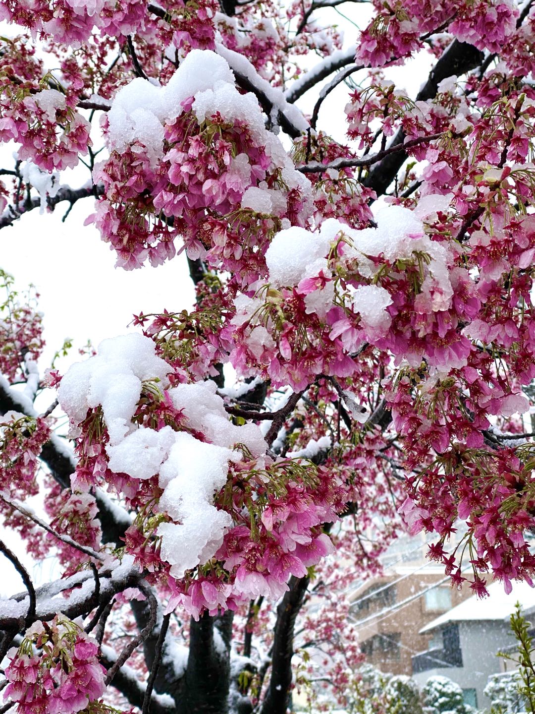 【美图集】樱花烂漫时，东京下了场雪