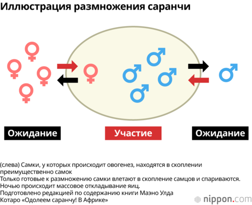 Иллюстрация размножения саранчи