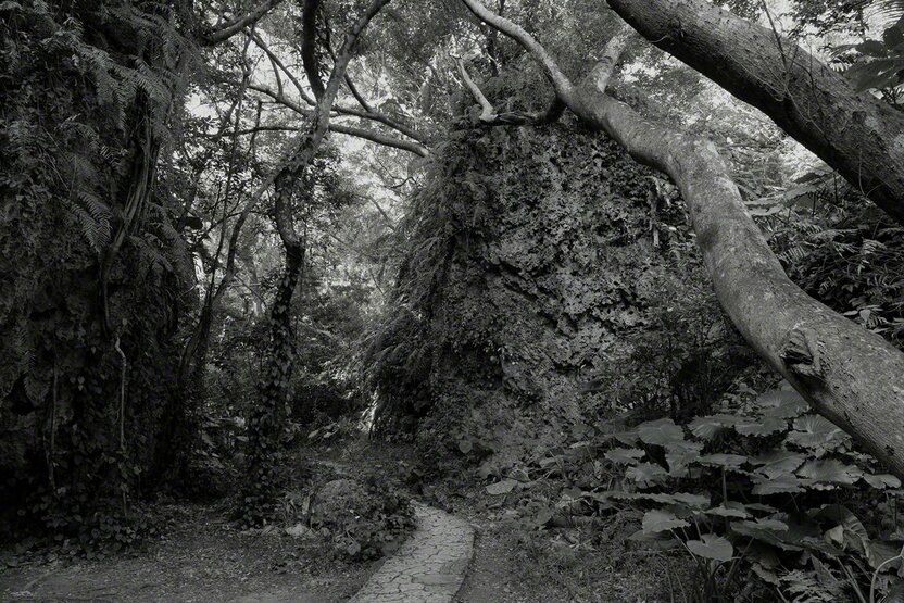 Los helechos extienden sus raíces en la piedra caliza de este paisaje sacro. Fotografía: Ōsaka Hiroshi.