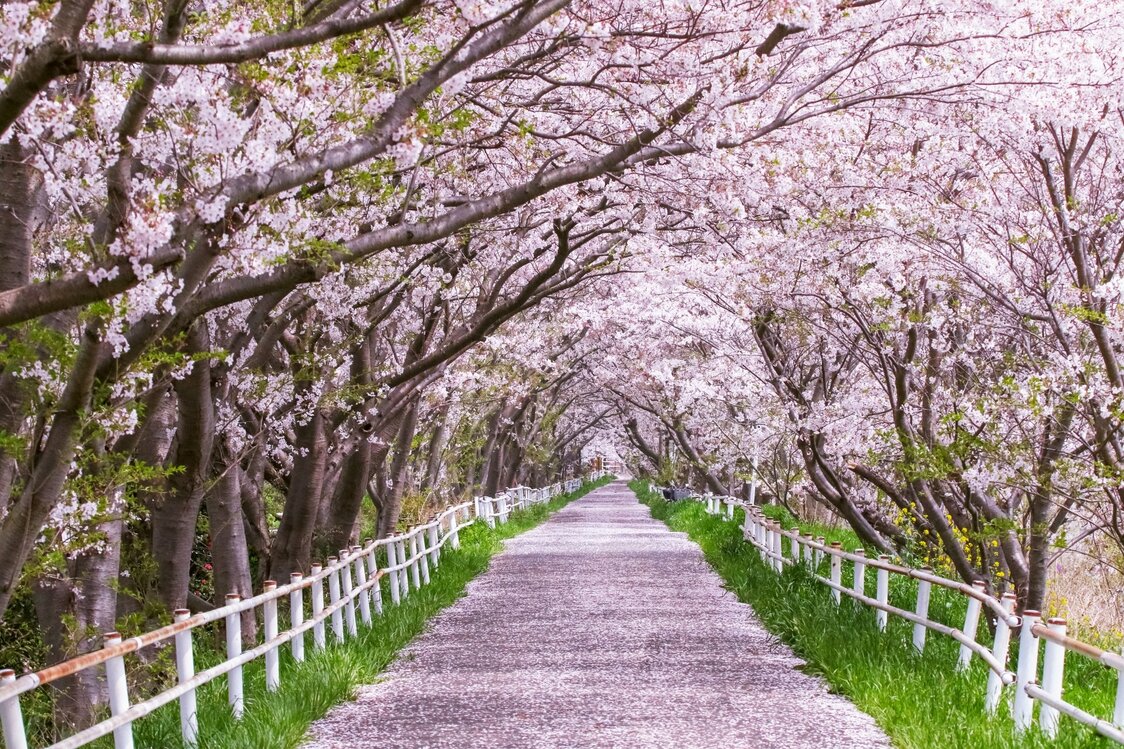 花見川サイクリングコース = 千葉市花見川区・美浜区（フォトAC） / 花見川に沿って約13キロの長いサイクリングコースが続く