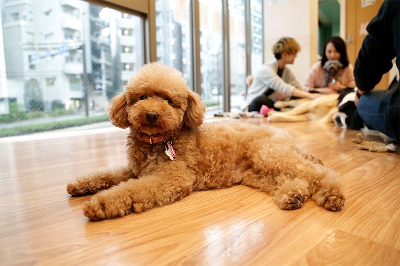 备受日本人喜爱的玩具贵宾犬，是非常聪明的犬种。