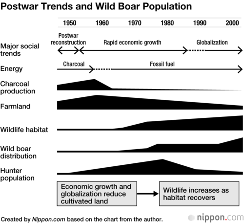 The habitat of the wild boar rapidly recovered as Japan shifted to fossil fuels and the amount of land under tillage decreased after World War II.