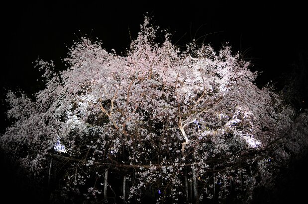 Sakura nocturno en el jardín Rikugien del distrito de Bunkyō. (© Pixta)