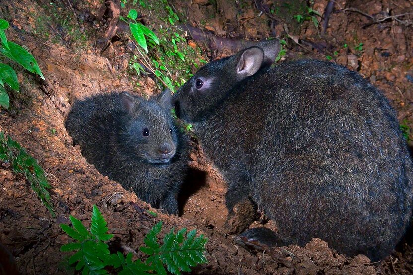 子育て用巣穴の前のアマミノクロウサギ(国指定特別天然記念物)の親子