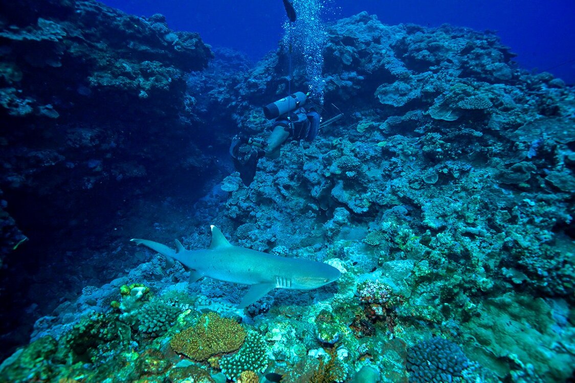 突いた魚の血の臭いに誘われたメジロザメの仲間。漁場にはサメなど凶暴な生物も数多く遊泳している