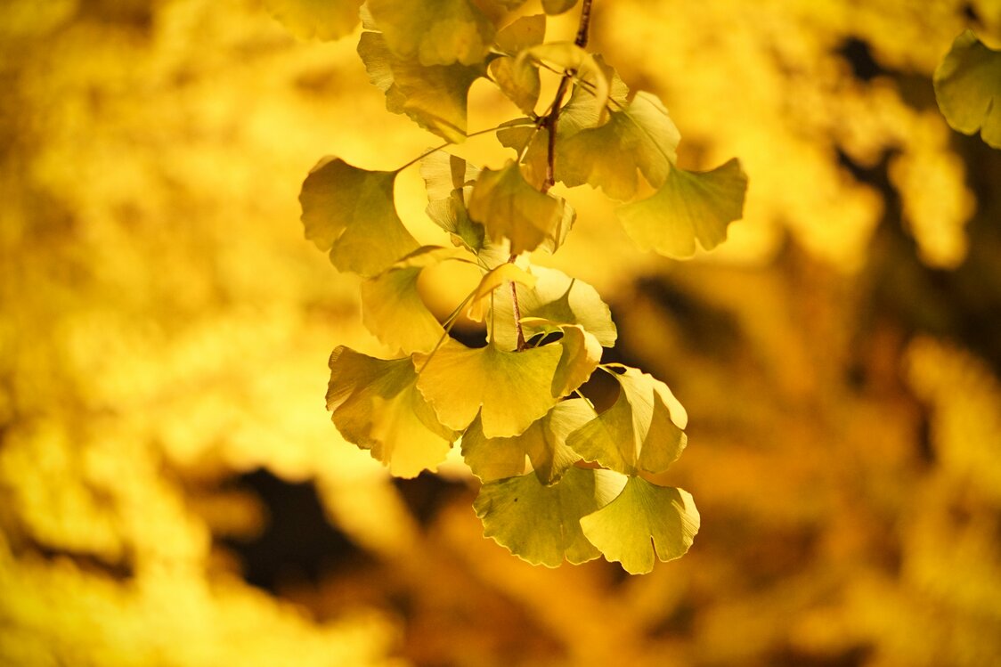 Une canopée dorée à l’Université de Hokkaidô : la promenade des ginkgos en automne
