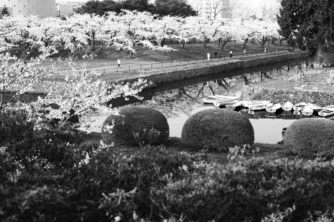 Cherry blossoms in full bloom at Goryōkaku Park. (2014)
