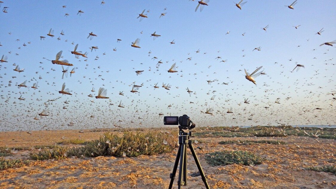 سرب من الجراد في الصحراء الكبرى. (© كوتارو ولد ماينو)
