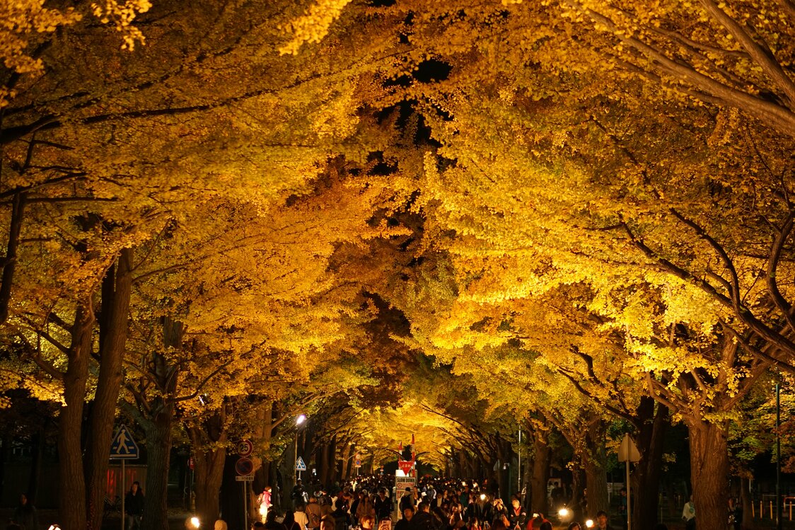 Une canopée dorée à l’Université de Hokkaidô : la promenade des ginkgos en automne