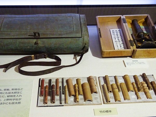 牧野富太郎的採集工具和製作的竹子標本(筆者攝影)