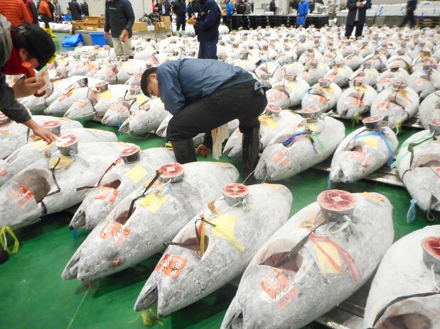冷凍マグロの競り前に、身質の評価（下付け）を行う仲卸ら　写真：筆者提供