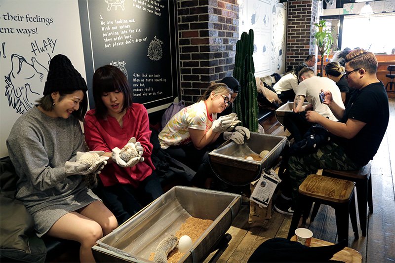 从青森远道而来的五十岚和樋口（右）。不敢徒手摸的人可以戴上手套，每个座位上都有。这边是卡座，可预约