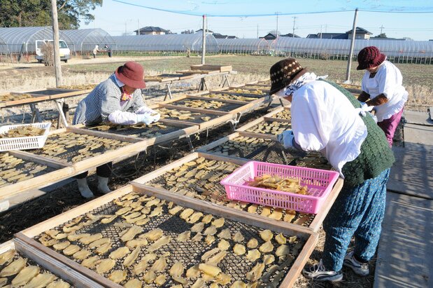 Camotes asados deshidratándose al sol. (Fotografía de la prefectura de Ibaraki.)