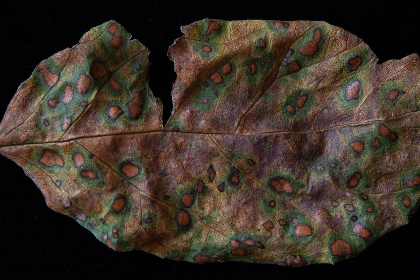 As this persimmon leaf decays, it develops colors of a strange otherworldly beauty. (© Ōnishi Naruaki)