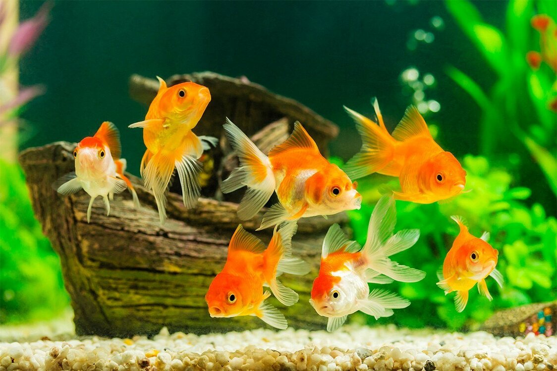 使用水族箱专用内饰后，金鱼生活的水缸呈现五彩斑斓的变化（图片：PIXTA）